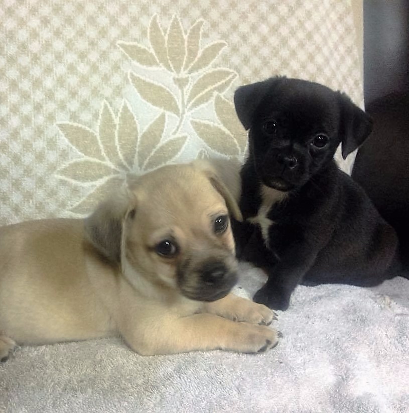 4 Jug puppies in Armagh, County Armagh Gumtree