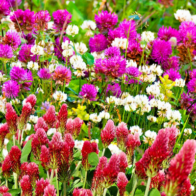 Mixed Clover - white, red, crimson, micro clover - 6000 seeds +FREE PLANT LABEL