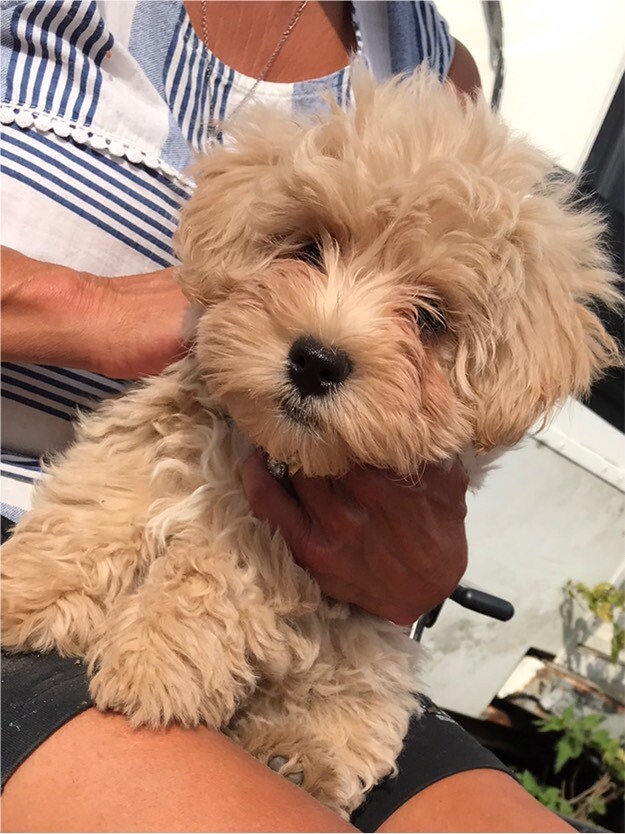 Puppie for sale in Romney Marsh, Kent Gumtree