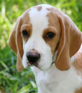 La Trobe Region, VIC | Beagle Dogs & Puppies | Gumtree Australia ...