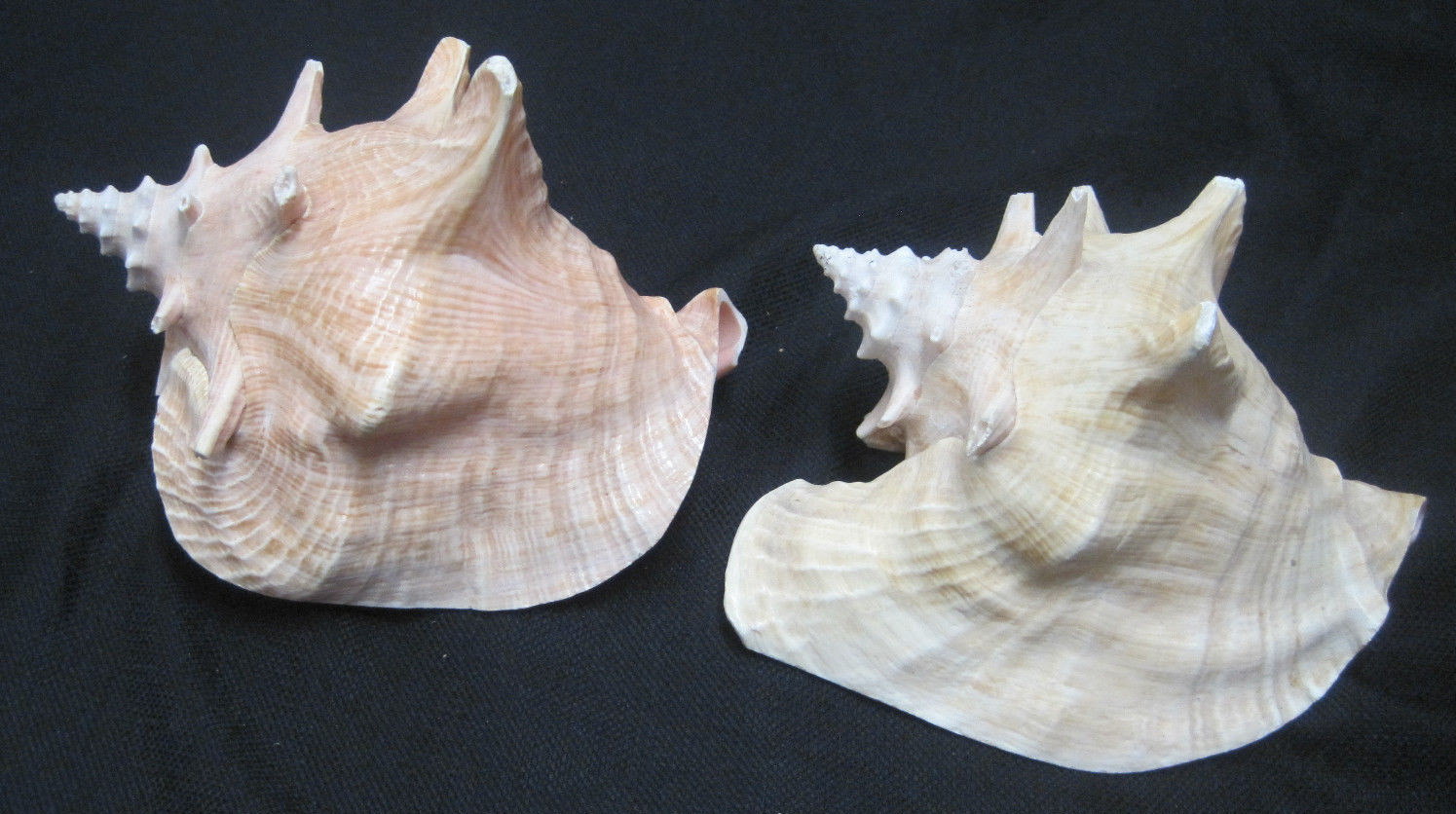 Lot 2 Conch Large Seashells