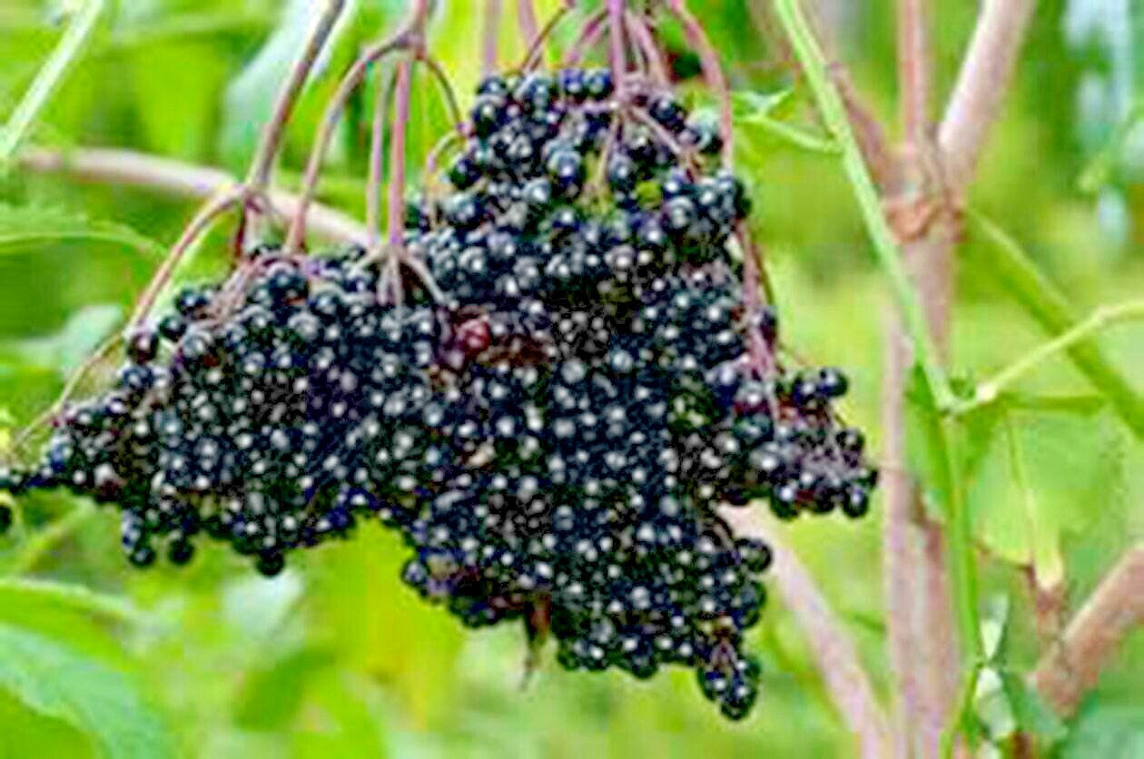 31+AMERICAN ELDERBERRY Seeds Big Native Shrub Bush Hedge Fruit Tree Green Fence