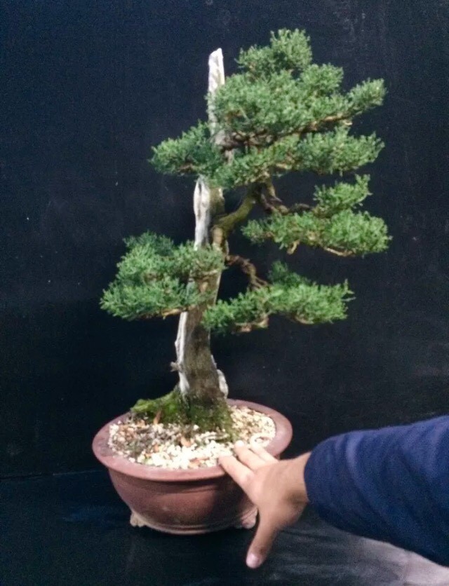 Quality Exhibition Italian Cypress Bonsai in Sherburn in Elmet, West