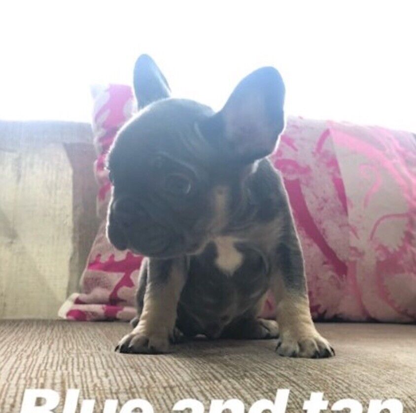 BLUE & TAN ISABELLA QUAD CARRIER PUPPIES FRENCH BULLDOG