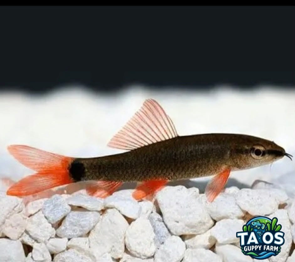 5 Redtail Sharkminnow - Live Arrival Guarantee | USA Farm