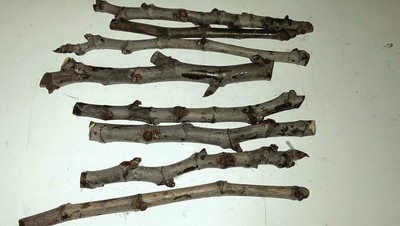 'Hardy Chicago Fig Cuttings' (2) - Cold Hardy and Tasty Variety