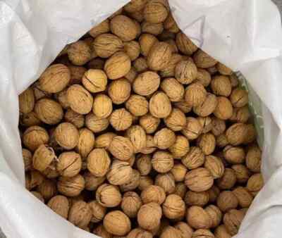 Walnuts in Shell Whole 1kg - 25kg, Chilean, Large, NEW CROP, Good for Squirrel