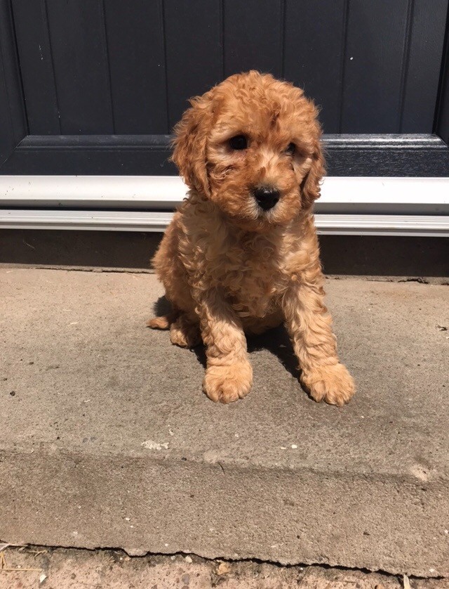 Cockapoo puppies in Denny, Falkirk Gumtree