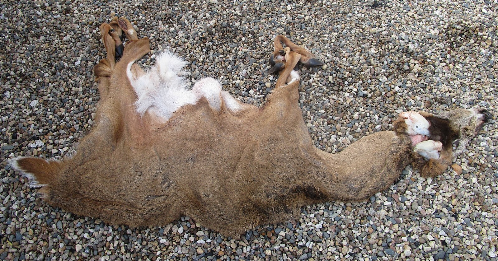 WHITETAIL DEER FULL HIDE-CAPE FOR LIFESIZE MOUNT 7½