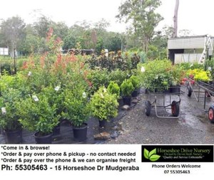 1000s of PLANTS FOR SALE - Great GIFT IDEA Priced From $11.95 Mudgeeraba Gold Coast South Preview