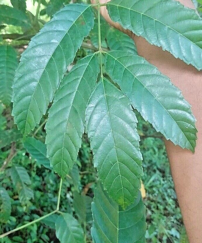 bandicot berry leaves