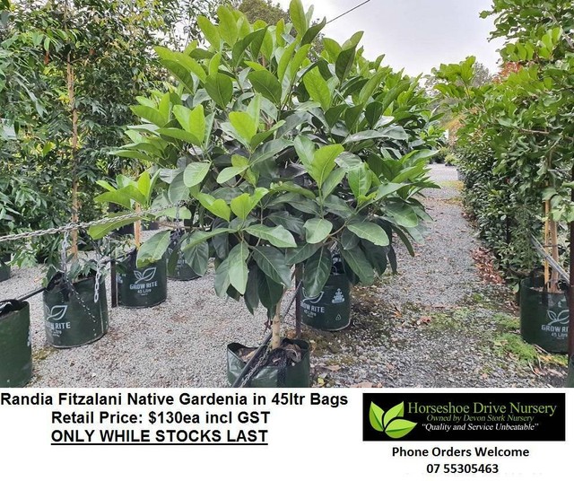Native Gardenia Randia Fitzalanii 45 ltr Bags Feature Tree Plants Gumtree Australia Gold