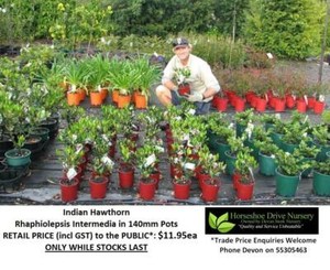 Superb Landscaping Plants - Priced From $11.95 Can Deliver Mudgeeraba Gold Coast South Preview