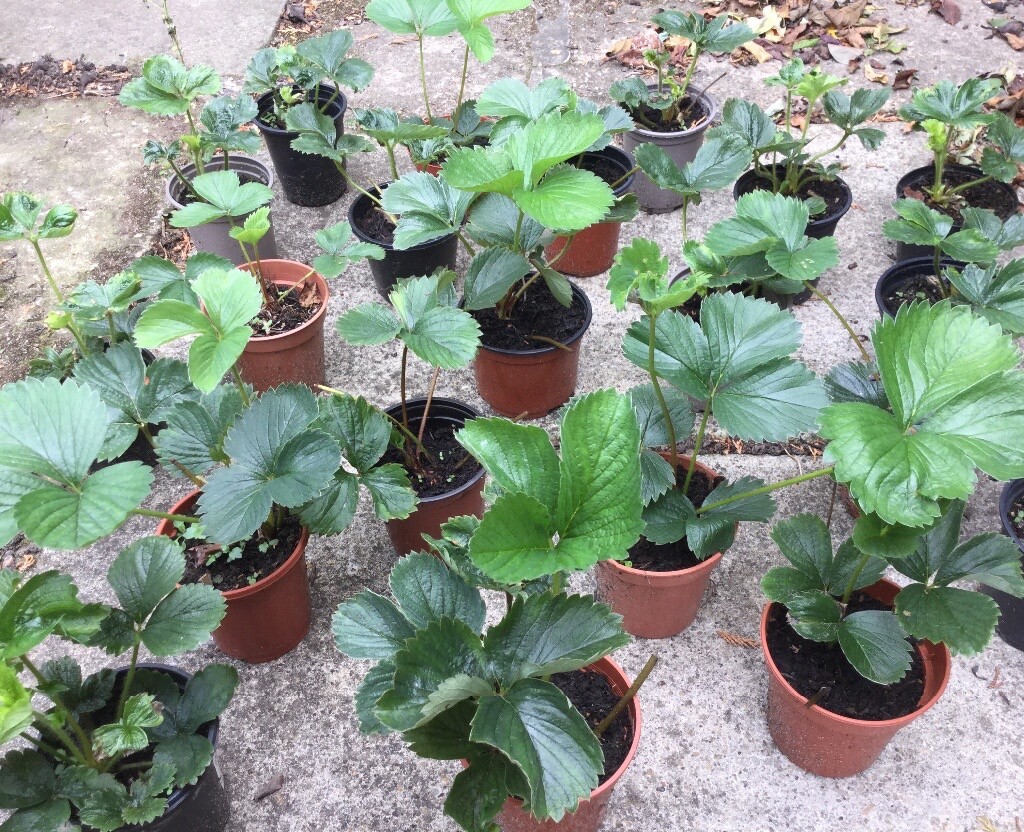 Strawberry plants in Bradwell, Norfolk Gumtree