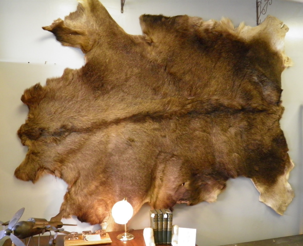 STUNNING UNIQUE CANADIAN ELK HIDE FOR FLOOR OR WALL WE CAN DELIVER