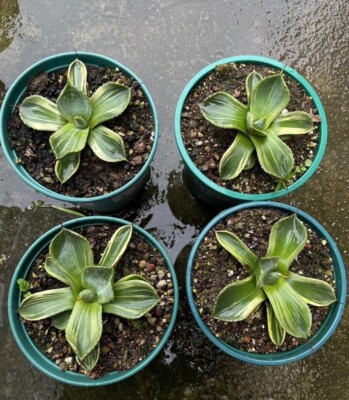 Agave parryi var. truncata 'Lime Streak' Rare agave 7-9cm