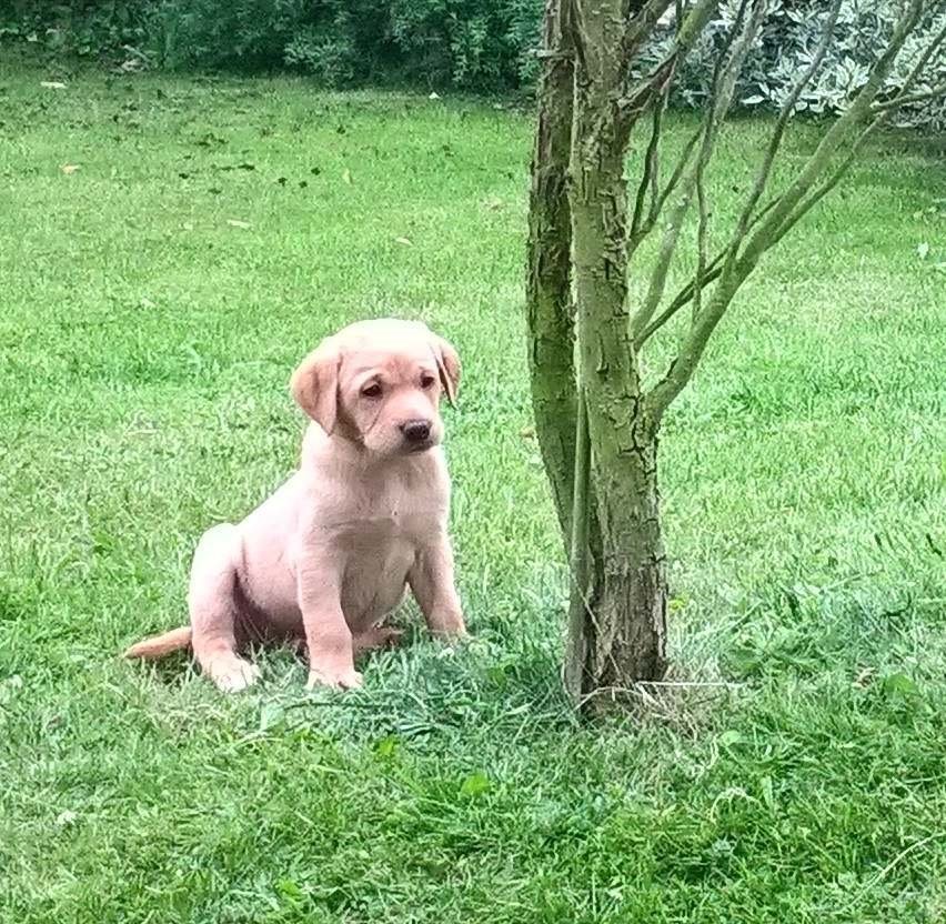 Beautiful KC Registered Labrador Fox Red Puppies READY NOW!! in Beccles, Suffolk Gumtree