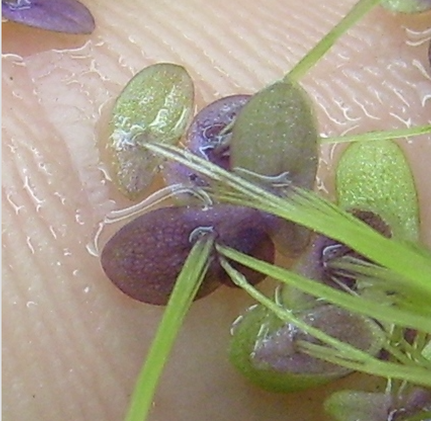 Purple Duckweed ~[RARE]~ 100+ Organic Mexican Duckweed Plants