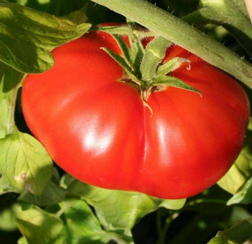 BEEFSTEAK TOMATO SEEDS 100+ GARDEN vegetables SAUCE salad SANDWICH FREE SHIPPING