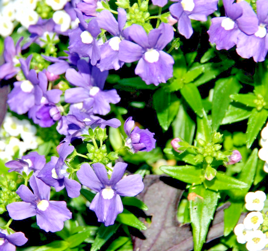2500x Nemesia Blue Gem Seeds – Nemesia Strumosa – Small Blue Flowering Annual