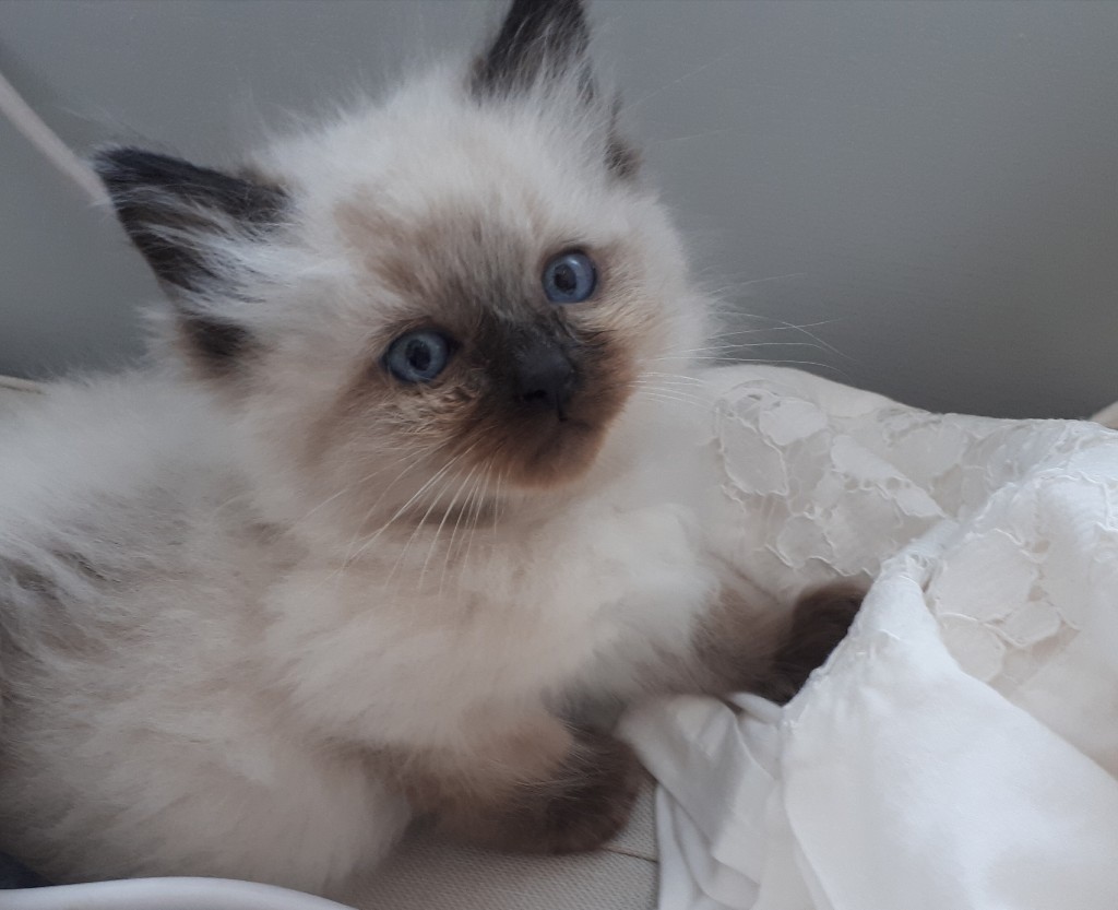 Ragdoll kittens in Washington, Tyne and Wear Gumtree
