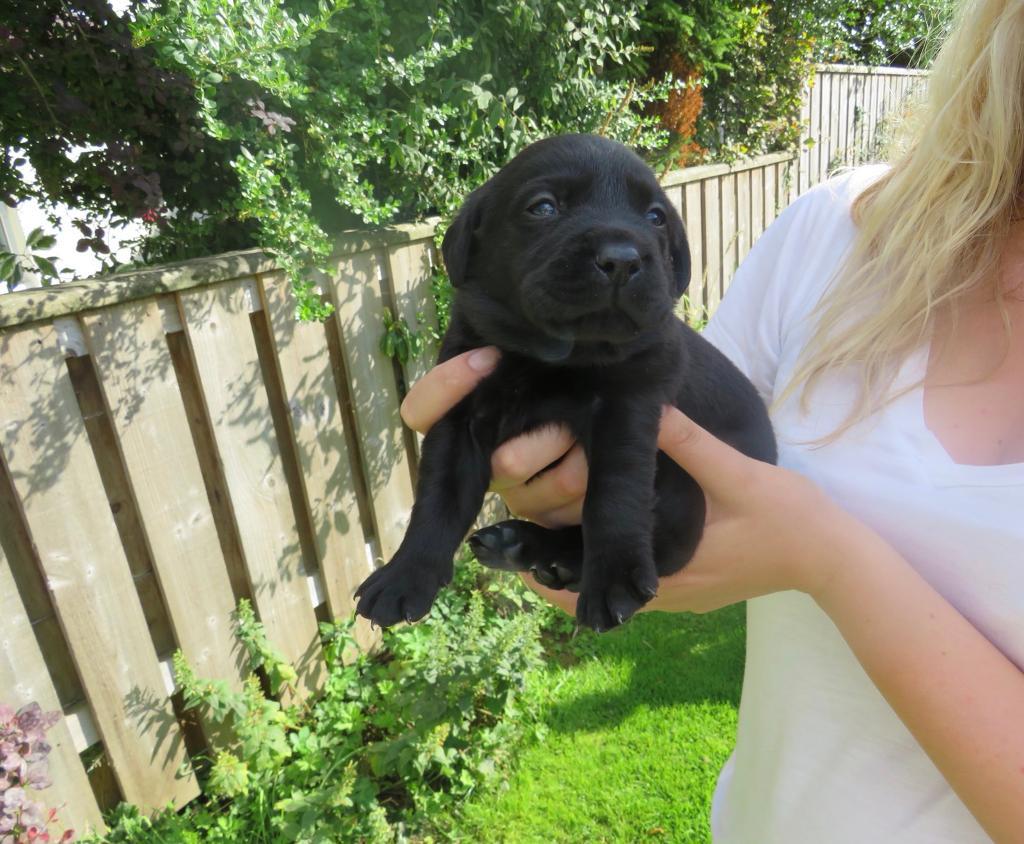 Black Labrador puppies for sale in Callander, Stirling Gumtree