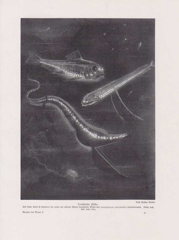 Tiefseefische SackmÃ¤Uler Saccopharynx Biolumineszenz Druck Von 1912 Schlinger