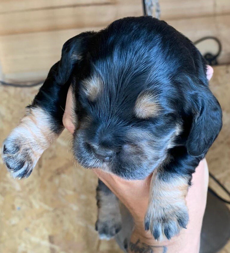 Cocker spaniel puppies in Gloucester, Gloucestershire Gumtree