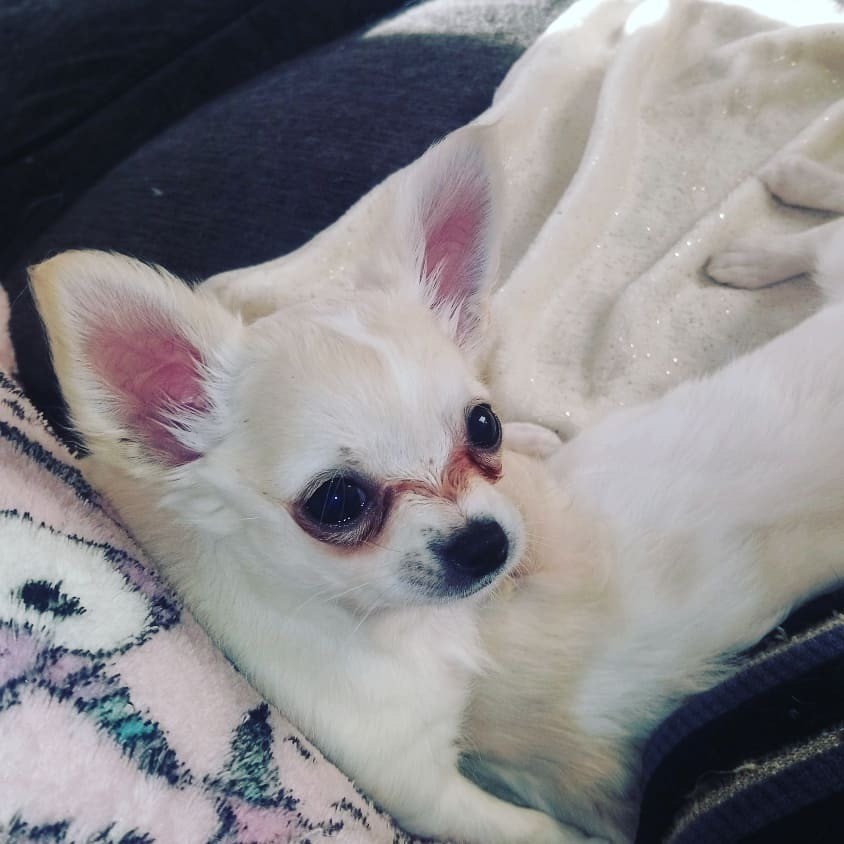 *REDUCED*Long coat chihuahua puppy for sale in Kirriemuir, Angus