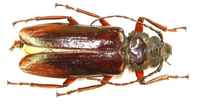 COLEOPTERA, CERAMBYCIDAE, ARCHETYPUS FRENCHI from AUSTRALIA