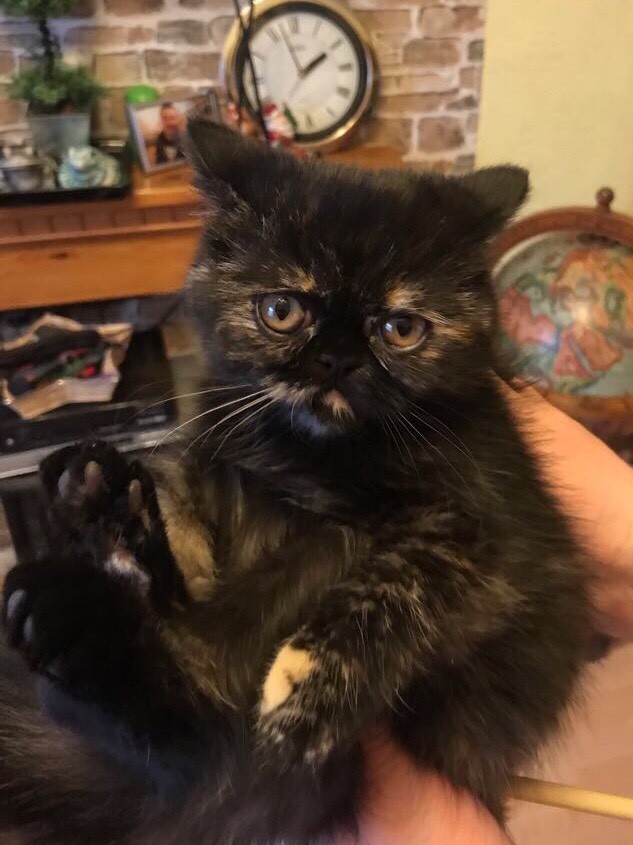 Adorable exotic turtle kitten for sale in Erith, London Gumtree