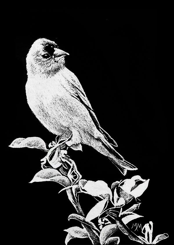 Original Bird ACEO Scratchboard Art Card GOLDFINCH Wildlife Painting  Miniature - AbuMaizar Dental Roots Clinic