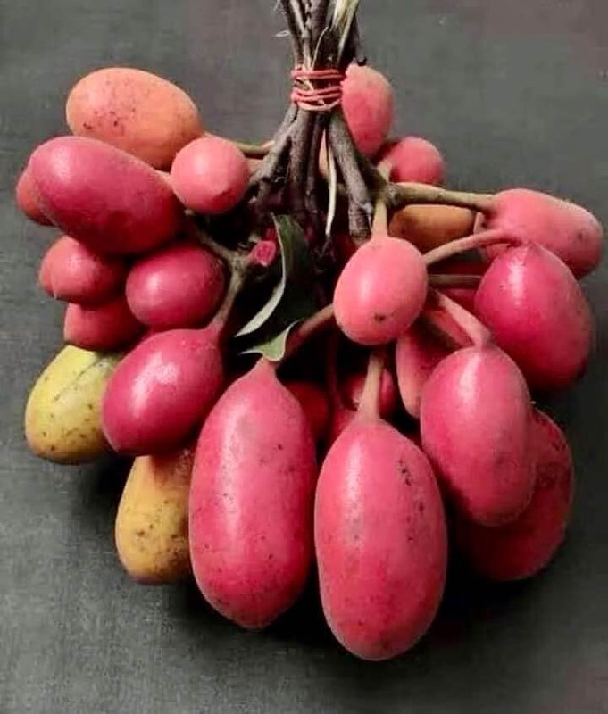 Uvaria Rufa Frische Samen 5 StÃ¼Ck - Exotische Samen