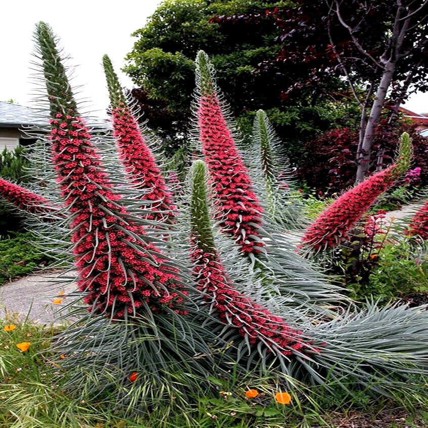 20 TOWER OF JEWELS SEEDS (Echium Wildpretii) Hummingbird Garden Flower Plant