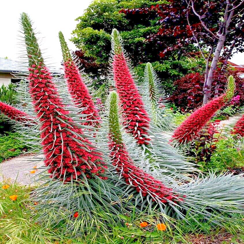 20 TOWER OF JEWELS (Echium Wildpretii) Red Hummingbird Flower Plant Garden Seeds
