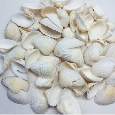 15.4 oz White Arks Seashells Clam Natural Shell 53 pcs Sz 1 Inch to 2 1/4 Inch