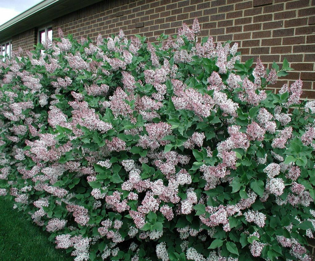 Miss Kim Lilac Shrub/Hedge, 612" Tall, Quart Pot (Syringa pubescens