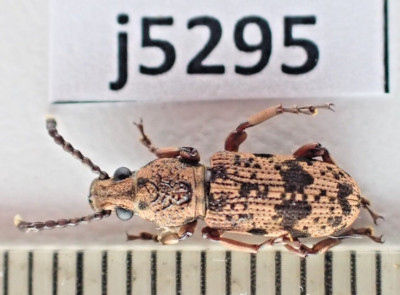 j5295. Insects, Anthribidae sp. Vietnam, Lam Dong