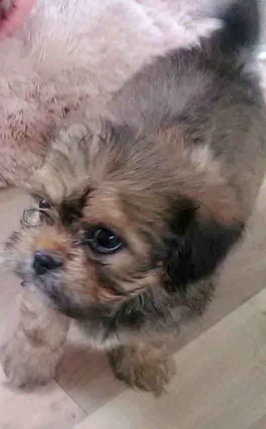 cavalier x lhasa apso only 1 girl available vet health