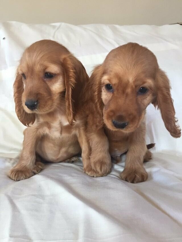 pedigree cocker spaniel pups in Magherafelt, County Londonderry Gumtree
