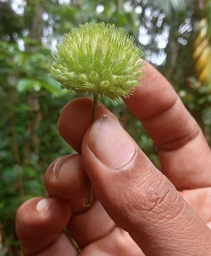 Abutilon indicum
