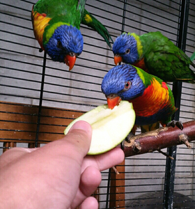lorikeet lorikeets