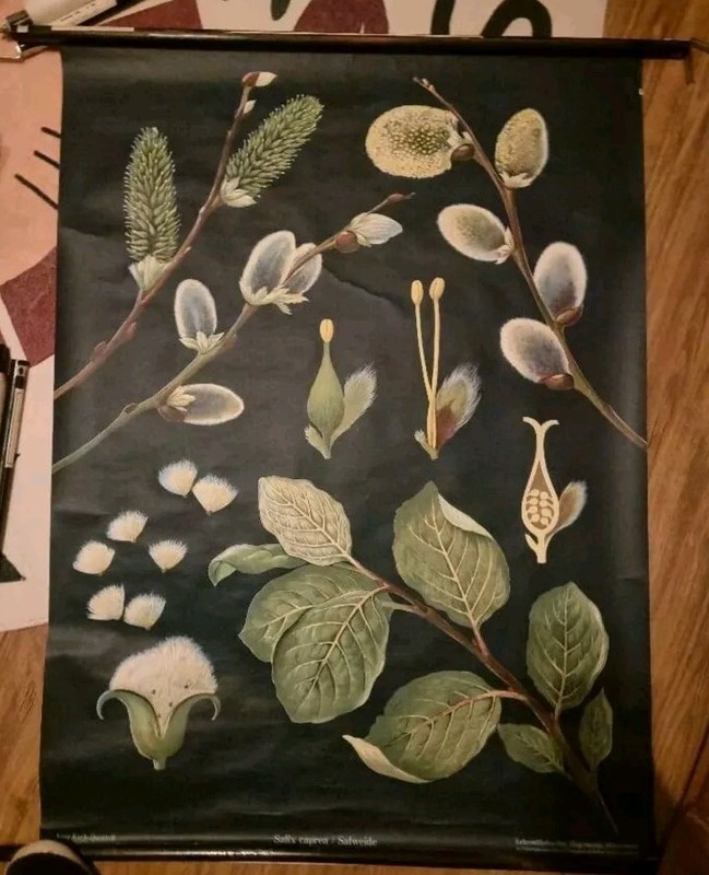 Schultafel Lehrtafel Jung-Koch-Quentell Hagemann Salweide