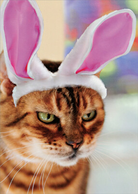 RSVP Angry Cat in Bunny Ears Funny  Humorous Easter Card