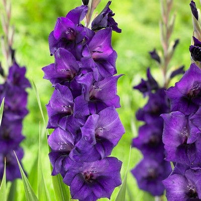 (5) Perennials Gladiolus Bulbs Vista Flower New Flower Ready