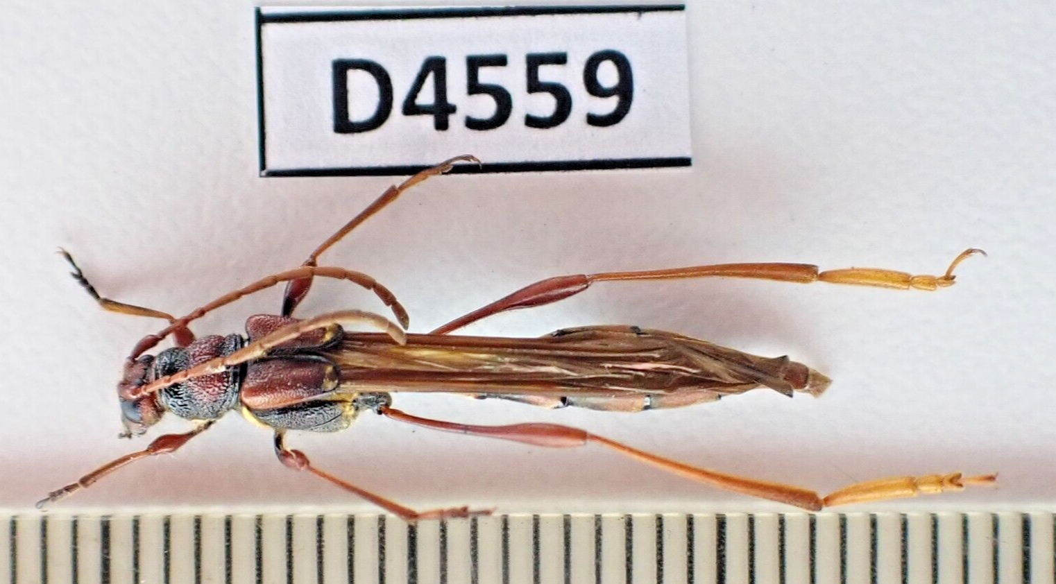 標本 Yunnan China Necydalis s.p 23mm Yunnan China Necydalis s.p 23mm D4546. Insects, Cerambycidae