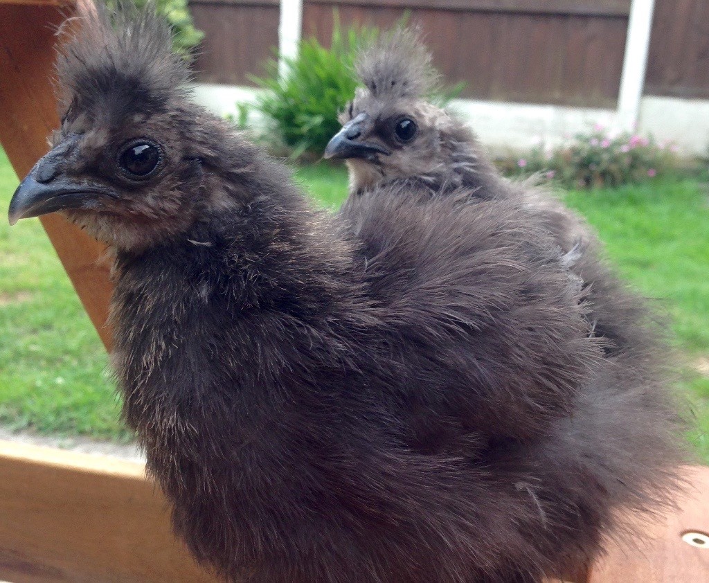 Two bearded Bantam silkie chicks for sale in West Derby, Merseyside