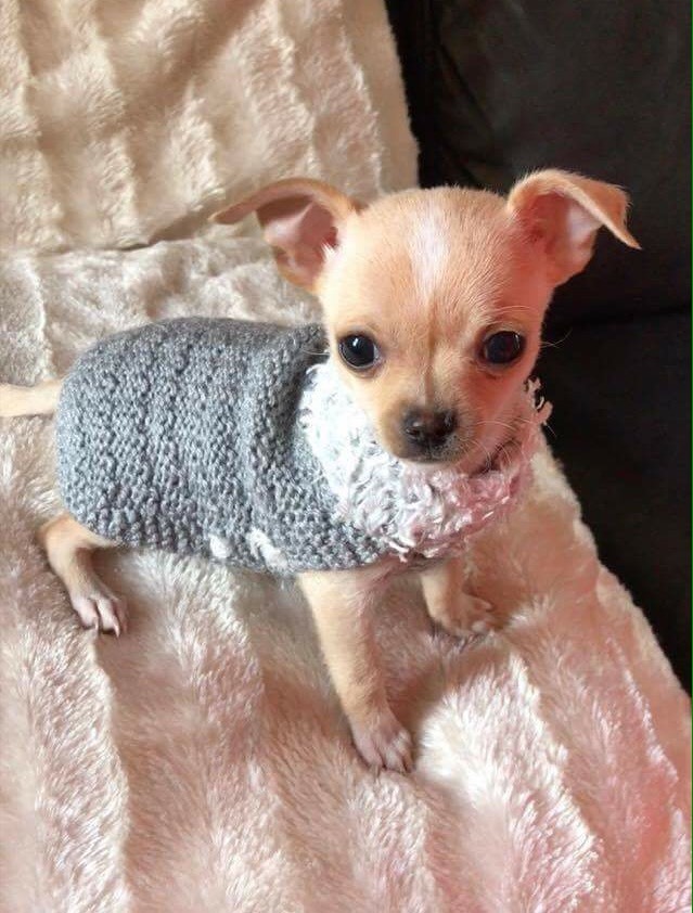 Teacup 12 week old female chihuahua in Leigh, Manchester Gumtree