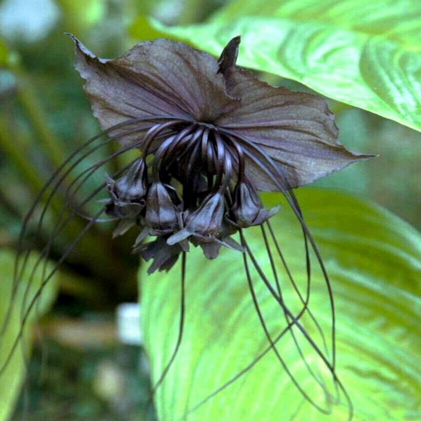 Black Bat Orchid Flower Seeds (Tacca chantrieri) RARE Tropical Garden Houseplant