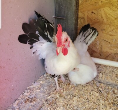 6 Micro white face Japanese Bantam hatching eggs
